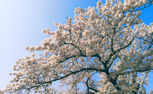 日和山公園の桜2