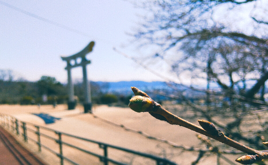4月2日桜